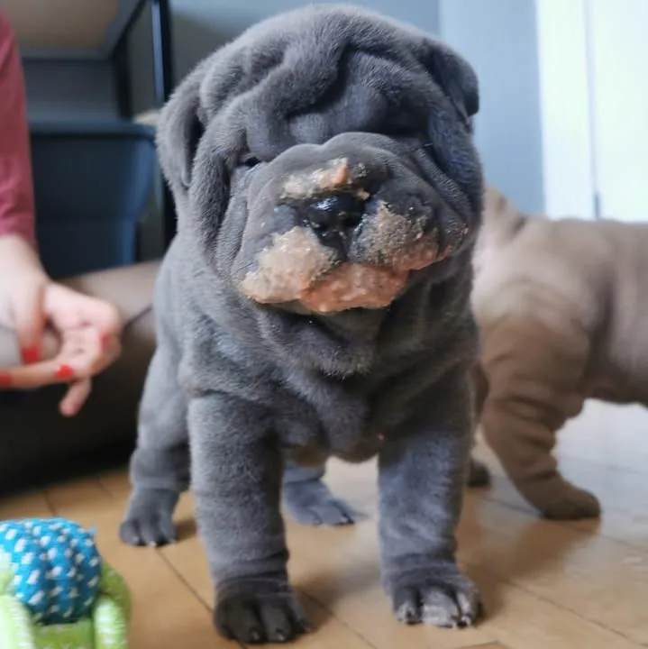 Chiot (photo de profil publiée par le salon)